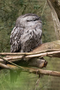 Close-up of bird perching on tree by lake