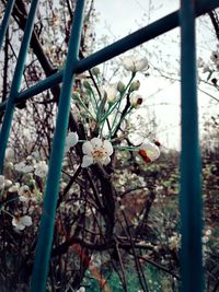 Close-up of flower tree