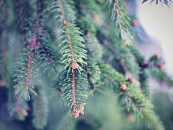 Close-up of pine tree
