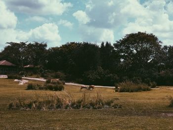 Cows grazing on field against sky