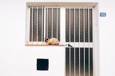 View of a dog looking through window