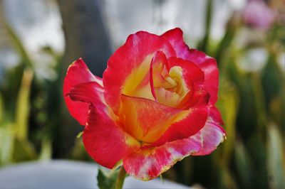 Close-up of red flower blooming outdoors