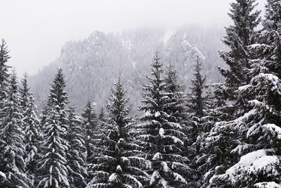 Pine trees in forest during winter