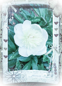 Close-up of white flowers