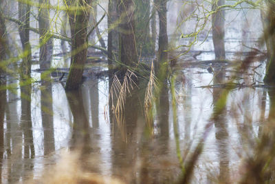 Reflection of trees in water