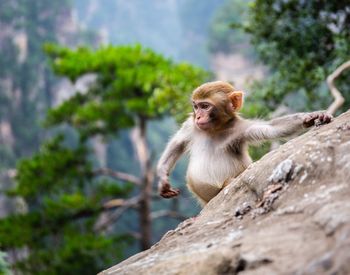 Monkey sitting on rock