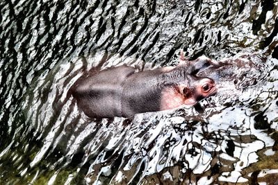 Close-up of turtle swimming in water