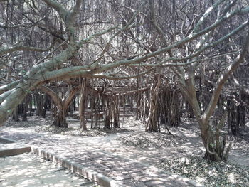 Bare trees in forest during winter