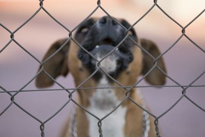 Close-up of dog seen through chainlink fence