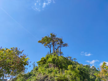 Low angle view of trees against blue sky