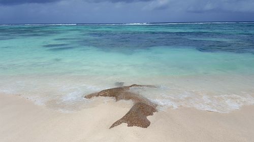 Lizard on shore at beach against sky