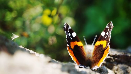 Close-up of butterfly on flower