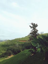 Close-up of fresh green plants against sky