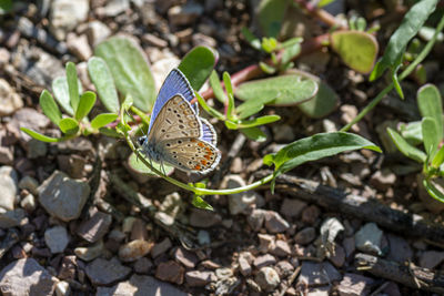 Butterfly on leaf