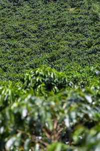 Full frame shot of plants growing on land