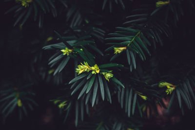 Close-up of pine tree at night