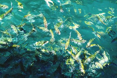 Close-up of fish swimming in sea