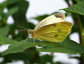 Close-up of butterfly on leaf