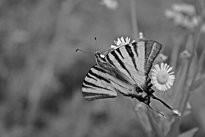 Close-up of butterfly pollinating on flower