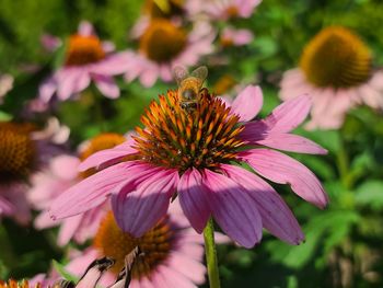 Close-up of bee pollinating on pink flower