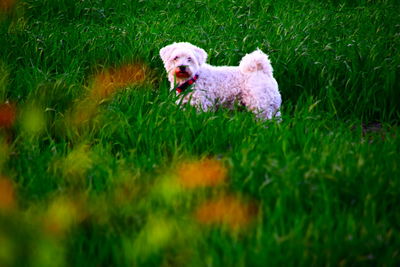 Dog in a field