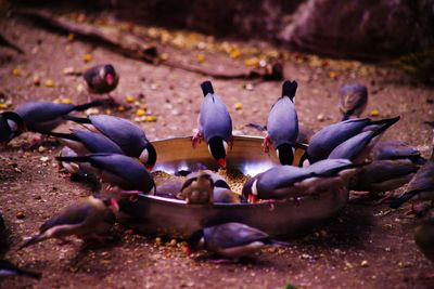 Close-up of pigeons