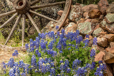 Close-up of purple flowering plants on rocks