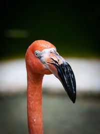 Close-up of bird