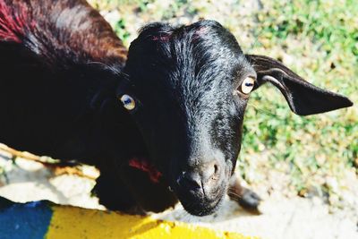 Close-up portrait of cow