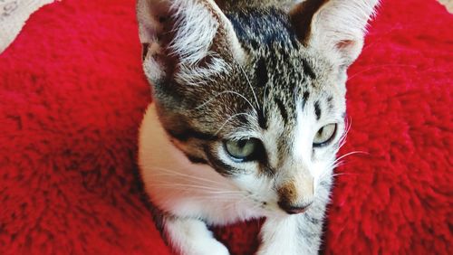 Close-up portrait of cat