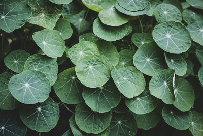 Full frame shot of leaves