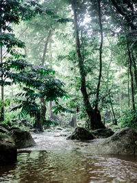 Scenic view of waterfall in forest