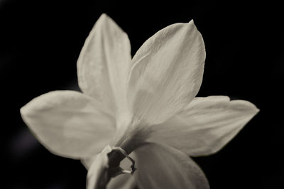 Close-up of flower over black background