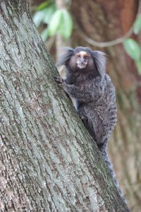 Close-up of squirrel on tree trunk