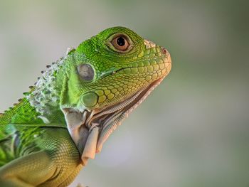 animal themes