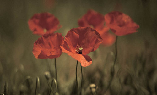 Close-up of red poppy blooming on field