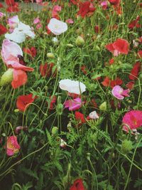 Close-up of red flowers blooming in field