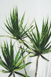 Close-up of plant against white wall