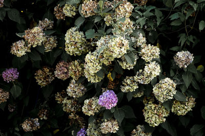 Close-up of pink flowering plants