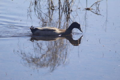 Side view of a dog swimming in lake