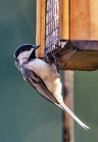 Carolina chickadee clings to the wooden suet feeder