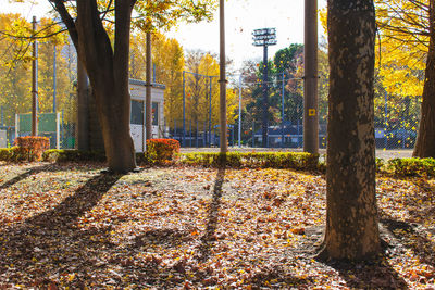 Fallen leaves on tree trunk