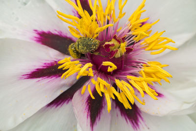 Close-up of honey bee on purple flowering plant