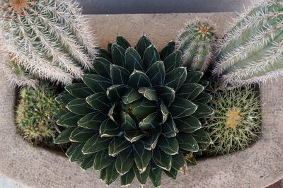 High angle view of cactus plant