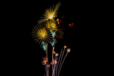 Low angle view of firework display