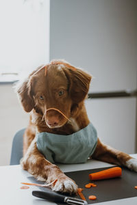 Cute brown nova scotia duck tolling retriever clean and slice carrots. the dog helps in the kitchen