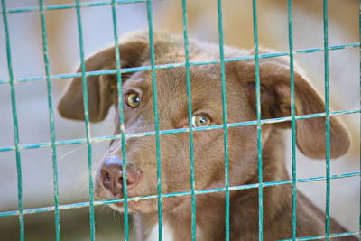 Portrait of dog in cage