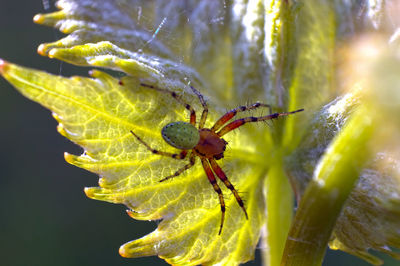 Close-up of insect on plant