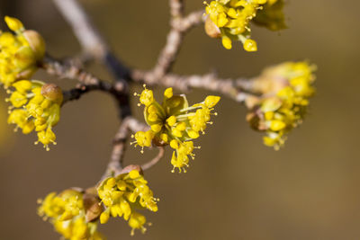 Close-up of yellow flowering plant