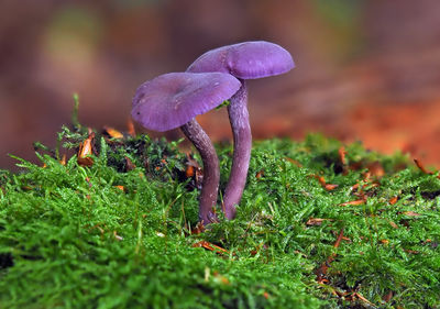 Close-up of purple mushrooms growing on field